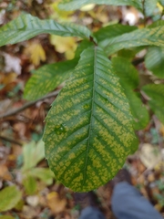 Castanea pumila