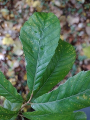 Castanea pumila