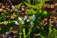 Physostegia virginiana