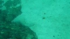 Aulostomus strigosus