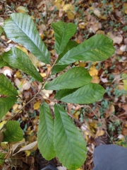 Castanea pumila