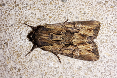 Mniotype occidentalis