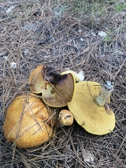 Suillus mediterraneensis