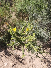 Aspalathus cymbiformis