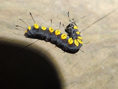 Acronicta funeralis