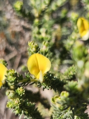 Aspalathus cymbiformis