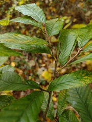 Castanea pumila