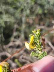 Aspalathus cymbiformis