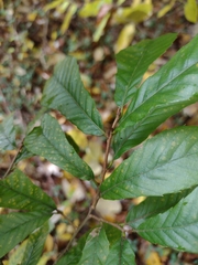 Castanea pumila