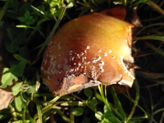 Monilinia fructigena