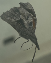 Libytheana carinenta mexicana