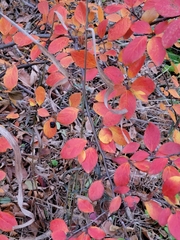 Cotoneaster lucidus