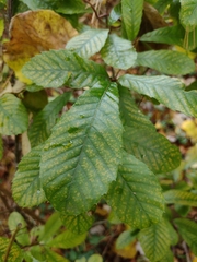 Castanea pumila
