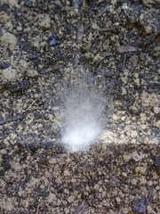 Phycomyces