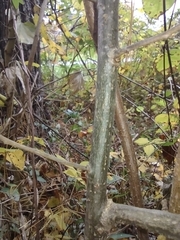 Castanea pumila