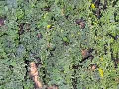 Flavopunctelia flaventior