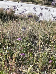 Triteleiopsis palmeri