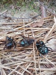 Geotrupes splendidus