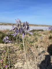 Triteleiopsis palmeri