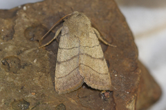 Charanyca trigrammica