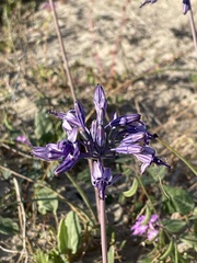 Triteleiopsis palmeri