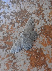 Dicrognophos sartata