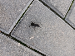 Ocypus olens