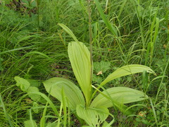 Veratrum nigrum