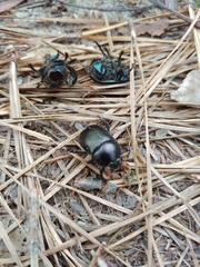 Geotrupes splendidus