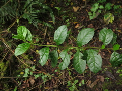 Duranta mutisii