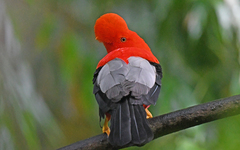 Rupicola peruvianus