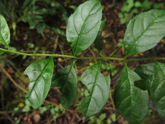 Duranta mutisii