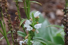 Physostegia virginiana