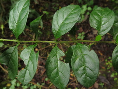Duranta mutisii