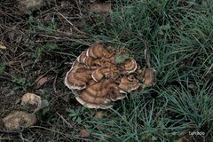 Bondarzewia occidentalis