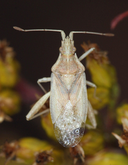 Harmostes reflexulus