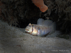 Gnatholepis thompsoni