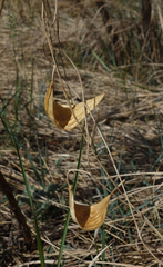 Vincetoxicum sibiricum