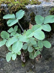 Potentilla micrantha