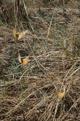 Vincetoxicum sibiricum