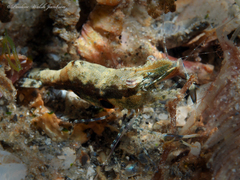 Leander tenuicornis