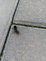 Ocypus olens
