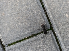Ocypus olens