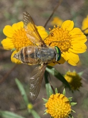 Esenbeckia