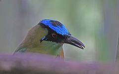 Momotus aequatorialis