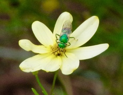 Augochloropsis metallica