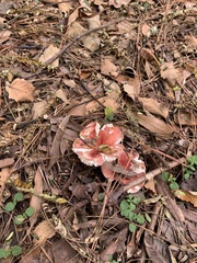 Russula rhodocephala