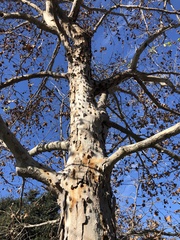 Platanus × hispanica