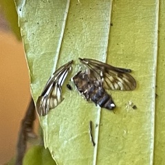 Furia ithacensis