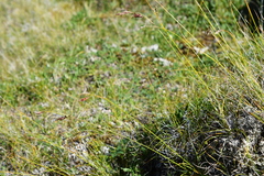 Carex macrogyna